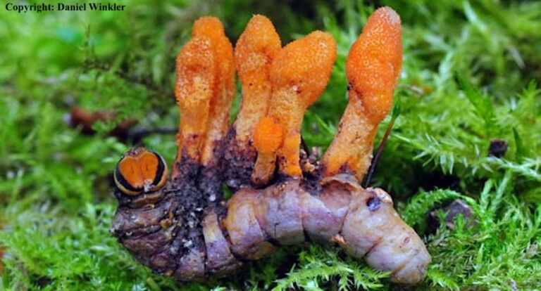 Transformative Benefits of Caterpillar Fungus: New Study Reveals Its Cancer-Fighting Properties in Chinese Medicine