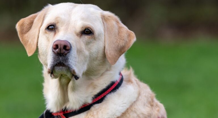 UK Dogs Lead the Way: First to Sniff Out Bowel Cancer After Success with Parkinson's and COVID Detection!