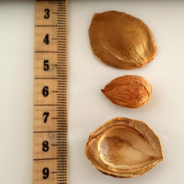 Apricot Seeds California Grown Bitter Raw 100% All Natural From Organic Farms 1 LB - Image 4